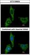 Coagulation Factor X antibody, LS-C186101, Lifespan Biosciences, Immunocytochemistry image 