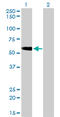 Target Of Myb1 Membrane Trafficking Protein antibody, LS-C133618, Lifespan Biosciences, Western Blot image 