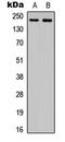 Plexin A4 antibody, LS-B13657, Lifespan Biosciences, Western Blot image 