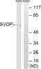 SV2 Related Protein antibody, abx014930, Abbexa, Western Blot image 