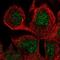 Sec1 Family Domain Containing 2 antibody, NBP1-81925, Novus Biologicals, Immunofluorescence image 