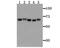 Transglutaminase 6 antibody, NBP2-75688, Novus Biologicals, Western Blot image 