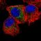 Male-Enhanced Antigen 1 antibody, HPA017921, Atlas Antibodies, Immunofluorescence image 