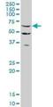 Staufen Double-Stranded RNA Binding Protein 2 antibody, H00027067-M03, Novus Biologicals, Western Blot image 