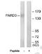 Par-3 Family Cell Polarity Regulator antibody, MBS002469, MyBioSource, Western Blot image 