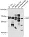 YES Proto-Oncogene 1, Src Family Tyrosine Kinase antibody, 13-225, ProSci, Western Blot image 