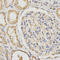 Propionyl-CoA Carboxylase Subunit Beta antibody, LS-B14893, Lifespan Biosciences, Immunohistochemistry frozen image 