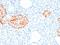 Vasostatin antibody, AE00111, Aeonian Biotech, Immunohistochemistry frozen image 