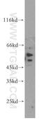 Chromaffin granule amine transporter antibody, 20340-1-AP, Proteintech Group, Western Blot image 