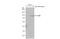 CD36 Molecule antibody, GTX112891, GeneTex, Western Blot image 