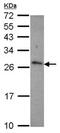 Tnfsf7 antibody, ab96323, Abcam, Western Blot image 