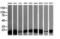 Leucine Zipper And CTNNBIP1 Domain Containing antibody, M15087-1, Boster Biological Technology, Western Blot image 