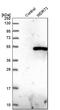 WD Repeat Domain 73 antibody, PA5-58751, Invitrogen Antibodies, Western Blot image 