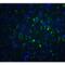 FOXP3 antibody, LS-C201032, Lifespan Biosciences, Immunofluorescence image 