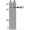 Phosphatidylinositol Glycan Anchor Biosynthesis Class Y antibody, MBS150136, MyBioSource, Western Blot image 