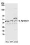 Aprataxin antibody, A300-148A, Bethyl Labs, Western Blot image 