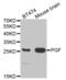 Placental Growth Factor antibody, abx001442, Abbexa, Western Blot image 