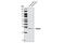 Poly(A) Binding Protein Interacting Protein 2 antibody, 4422S, Cell Signaling Technology, Western Blot image 