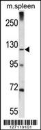 KIAA1324 antibody, 56-499, ProSci, Western Blot image 