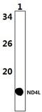 Mitochondrially Encoded NADH:Ubiquinone Oxidoreductase Core Subunit 4L antibody, PA5-75197, Invitrogen Antibodies, Western Blot image 