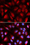 Minichromosome Maintenance Complex Component 5 antibody, 19-729, ProSci, Immunofluorescence image 