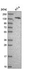 Tubulin Tyrosine Ligase Like 4 antibody, HPA050252, Atlas Antibodies, Western Blot image 