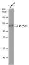 BCAR1 Scaffold Protein, Cas Family Member antibody, GTX633771, GeneTex, Western Blot image 