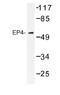 Prostaglandin E Receptor 4 antibody, AP01202PU-N, Origene, Western Blot image 
