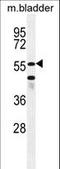 SHQ1, H/ACA Ribonucleoprotein Assembly Factor antibody, LS-C161080, Lifespan Biosciences, Western Blot image 