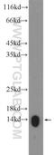 Histone Cluster 2 H2A Family Member A4 antibody, 15302-1-AP, Proteintech Group, Western Blot image 
