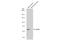 Growth Arrest Specific 6 antibody, GTX134747, GeneTex, Western Blot image 