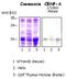 Centromere Protein A antibody, ab13939, Abcam, Western Blot image 