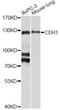 Cadherin 1 antibody, MBS126897, MyBioSource, Western Blot image 