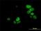 Ubiquitin Like With PHD And Ring Finger Domains 1 antibody, H00029128-M02, Novus Biologicals, Immunofluorescence image 