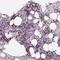 Krueppel-like factor 1 antibody, NBP2-49023, Novus Biologicals, Immunohistochemistry frozen image 