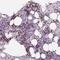 Kruppel Like Factor 1 antibody, NBP2-49023, Novus Biologicals, Immunohistochemistry frozen image 