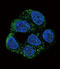 Nitric Oxide Synthase 3 antibody, LS-C162945, Lifespan Biosciences, Immunofluorescence image 