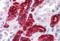 Uromodulin antibody, CL1032AP, Cedarlane Labs, Immunohistochemistry paraffin image 
