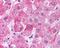 Apolipoprotein M antibody, NB100-57088, Novus Biologicals, Immunohistochemistry paraffin image 