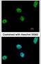 ETS2 Repressor Factor antibody, PA5-30237, Invitrogen Antibodies, Immunofluorescence image 