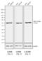 Rat IgG Isotype Control antibody, PA5-33281, Invitrogen Antibodies, Western Blot image 