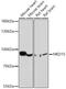 Mediator Complex Subunit 15 antibody, 18-326, ProSci, Western Blot image 