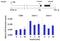 H3 Histone Family Member 3B antibody, 701269, Invitrogen Antibodies, Chromatin Immunoprecipitation image 