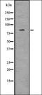 Insulin Receptor Related Receptor antibody, orb336720, Biorbyt, Western Blot image 