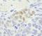 Nanog Homeobox antibody, NB100-58842, Novus Biologicals, Immunohistochemistry frozen image 