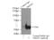 SS-A antibody, 12108-1-AP, Proteintech Group, Immunoprecipitation image 