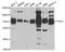 Nectin Cell Adhesion Molecule 2 antibody, MBS2522818, MyBioSource, Western Blot image 