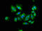 Apoptotic Peptidase Activating Factor 1 antibody, LS-C375229, Lifespan Biosciences, Immunofluorescence image 