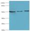 Serpin Family A Member 10 antibody, LS-C380225, Lifespan Biosciences, Western Blot image 