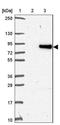 Synaptopodin 2 Like antibody, NBP2-34156, Novus Biologicals, Western Blot image 